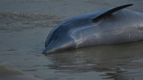 More than 100 dolphins found dead in Brazilian Amazon as water temperatures soar